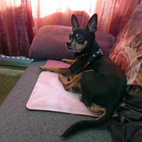 Hondenfoto van Marga en de honden Balou R.I.P., Lotus en kat Nemo.