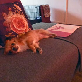 Hondenfoto van Marga en de honden Balou R.I.P., Lotus en kat Nemo.
