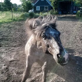 Hondenfoto van Ciska en Spanjaardje Moh (Bambi r.i.p.)