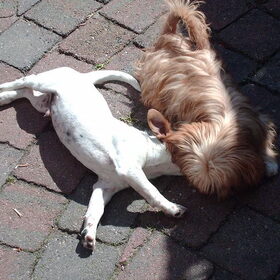 Hondenfoto van liesbeth,Turbo,Luna, Levi en Faith