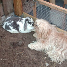 Hondenfoto van liesbeth,Turbo,Luna, Levi en Faith