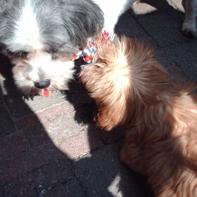 Hondenfoto van liesbeth,Turbo,Luna, Levi en Faith