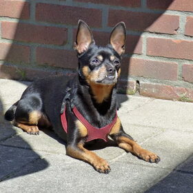 Balou, het word erg warm vandaag dus Balou mag nog even van het…