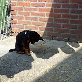 De was hangt te drogen en het waait een beetje, Balou vind de…