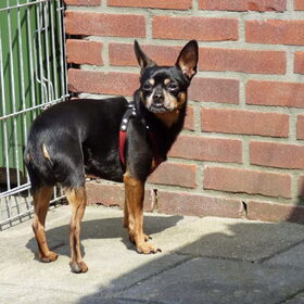 Balou vind het leuk om buiten te zijn maar toch heeft hij het…