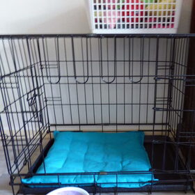 Ik heb een kussen voor Balou gekocht, hij gaat steeds onder zijn…