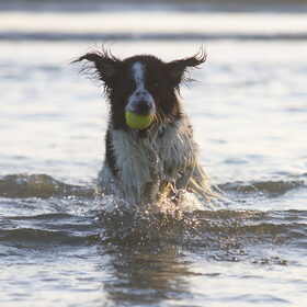 Hondenfoto van Angelique; Bruno, Charlie & Fenna  