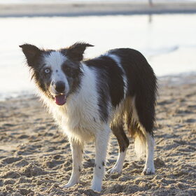 Hondenfoto van Angelique; Bruno, Charlie & Fenna  