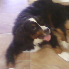 dit is senna de hond van me tante
