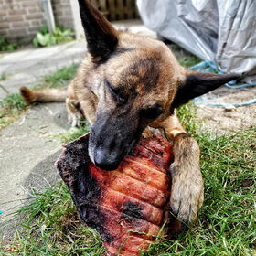 Hondenfoto van Dutchshepherdteam 