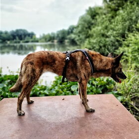 Hondenfoto van Dutchshepherdteam 