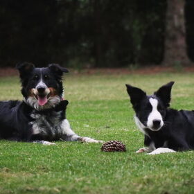 Hondenfoto van Angelique, Kleine Maybe en Tess <3