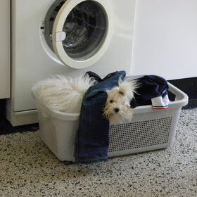 Dit is onze hulp in de huishouding : onze jongste Bolognezer Isa.