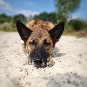 Hondenfoto van Dutchshepherdteam 