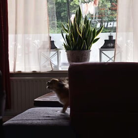 Geen mooie foto maar Lotus jaagt hier heldhaftig de glazenwasser…