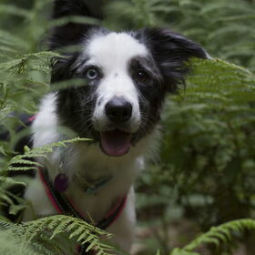 Hondenfoto van Angelique; Bruno, Charlie & Fenna  