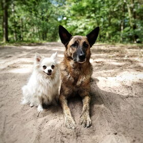 Hondenfoto van Dutchshepherdteam 
