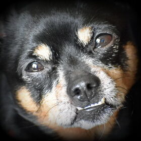 Close-up van Balou, wel heel dicht bij.