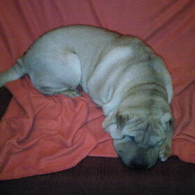 Sterre ziekies:(
