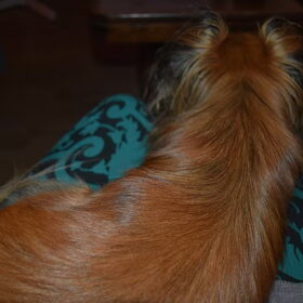 Lotus op schoot.