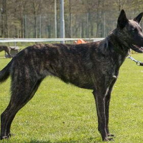 Hondenfoto van Dutchshepherdteam 