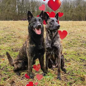 Hondenfoto van Dutchshepherdteam 