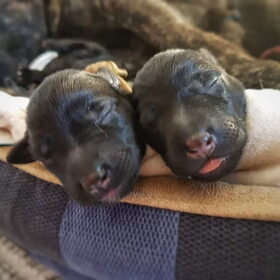 Hondenfoto van Dutchshepherdteam 