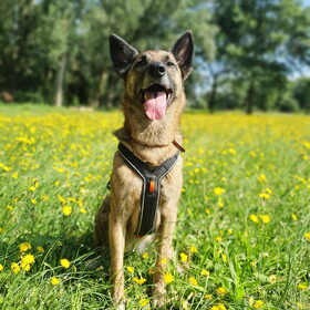 Hondenfoto van Dutchshepherdteam 