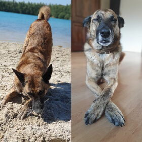 Hondenfoto van Dutchshepherdteam 