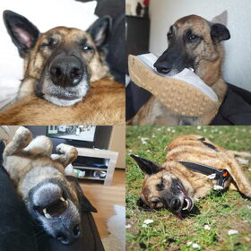 Hondenfoto van Dutchshepherdteam 