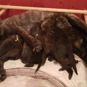 Hondenfoto van Dutchshepherdteam 