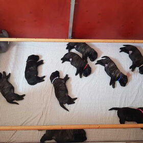 Hondenfoto van Dutchshepherdteam 