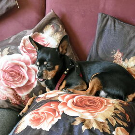 Balou vind het heerlijk om rustig te liggen hij is natuurlijk…