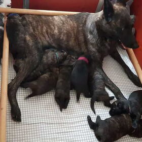 Hondenfoto van Dutchshepherdteam 