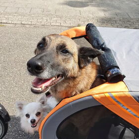 Hondenfoto van Dutchshepherdteam 