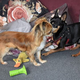 Kleine doerak is de baas.