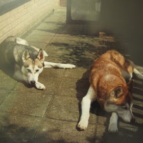 In memoriam Ginny de rode is 15 jaar geworden, Dark mijn…