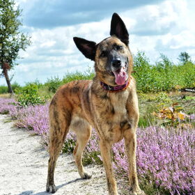 Hondenfoto van Dutchshepherdteam 