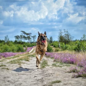 Hondenfoto van Dutchshepherdteam 