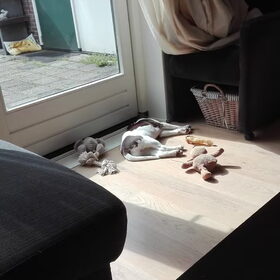 Hondenfoto van Ingrid 