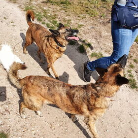 Hondenfoto van Dutchshepherdteam 