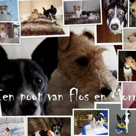 Hondenfoto van Monique van Lotje en Kwibus!!! ***Flos en Buster en Morris***