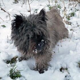 Mijn lieve kleine cairn Gizmo. Hij is er al zeven jaar niet meer.