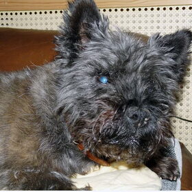 Gizmo dertien/veertien jaar oud, doof en blind maar nog steeds…