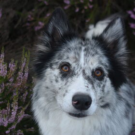 Hondenfoto van Angelique; Bruno, Charlie & Fenna  