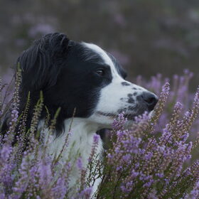 Hondenfoto van Angelique; Bruno, Charlie & Fenna  