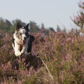 Hondenfoto van Angelique; Bruno, Charlie & Fenna  