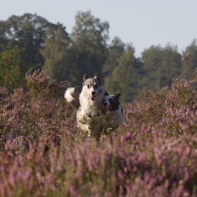 Hondenfoto van Angelique; Bruno, Charlie & Fenna  