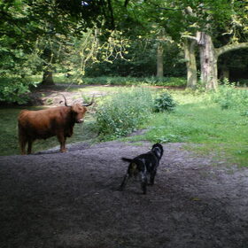 Ik loop met mijn baasje in het bos waar ook Hooglanders rond…