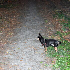Balou tijdens een wandeling.